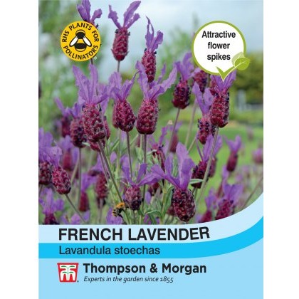 Lavender French