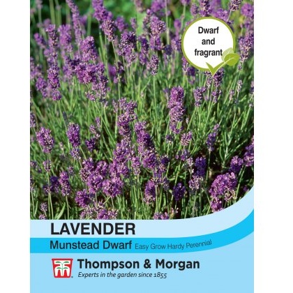 Lavender Munstead Dwarf