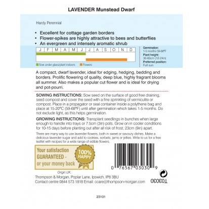 Lavender Munstead Dwarf