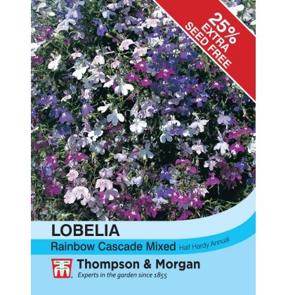 Lobelia (Trailing) Rainbow Cascade Mixed