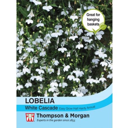 Lobelia (Trailing) White Cascade