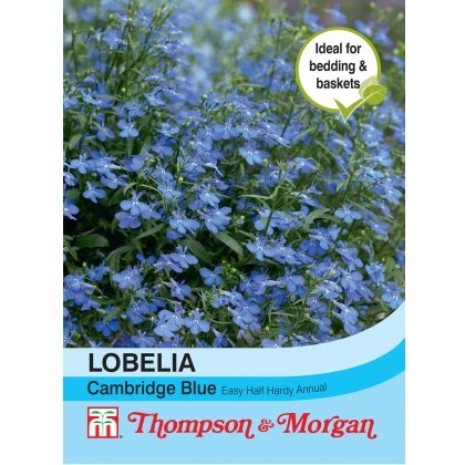 Lobelia Cambridge Blue