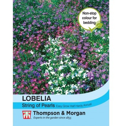 Lobelia String of Pearls Mixed