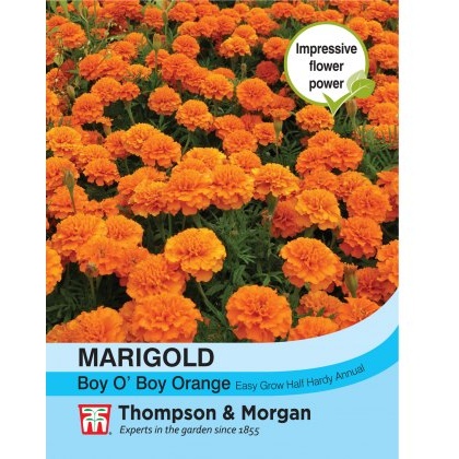Marigold Boy O Boy Orange (French)