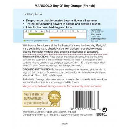 Marigold Boy O Boy Orange (French)