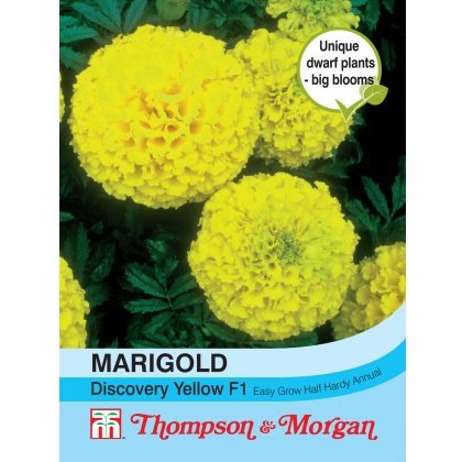 Marigold Discovery Yellow F1 Hybrid (African)
