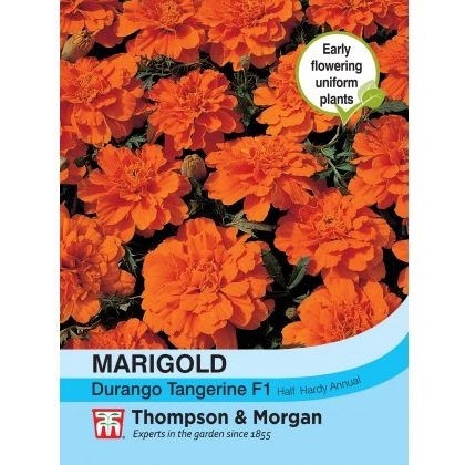 Marigold Durango Tangerine F1 Hybrid