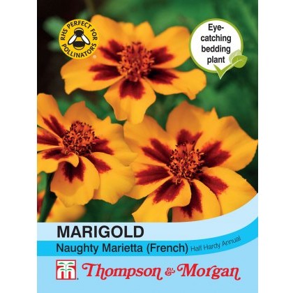 Marigold Naughty Marietta (French)