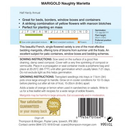 Marigold Naughty Marietta (French)
