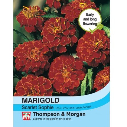 Marigold Scarlet Sophie (French)