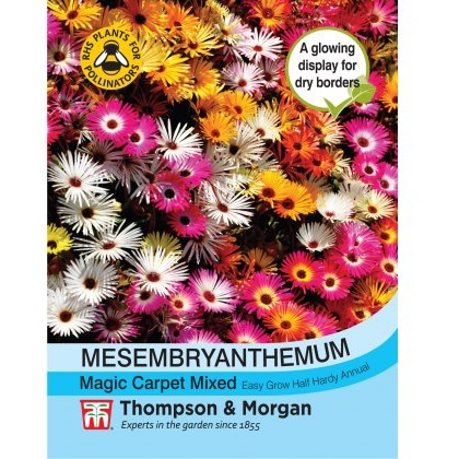 Mesembryanthemum Magic Carpet Mixed