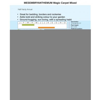 Mesembryanthemum Magic Carpet Mixed