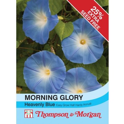 Morning Glory Heavenly Blue (Ipomoea)