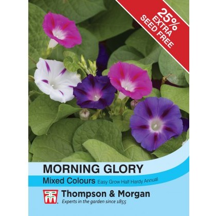 Morning Glory Mixed Colours