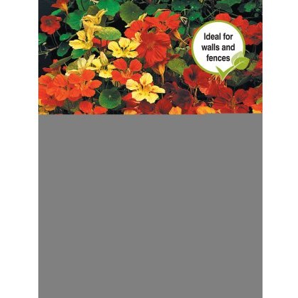Nasturtium Climbing Mixed
