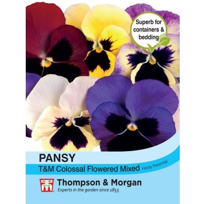 Pansy T&M Colossal Flowered Mixed