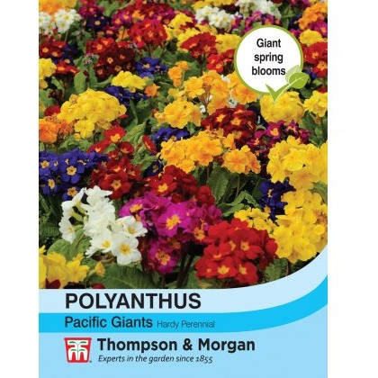 Polyanthus Pacific Giants Mixed