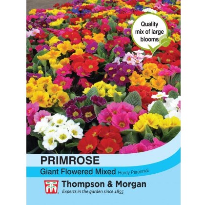 Primrose T&M Special Giant Flowered Mixed