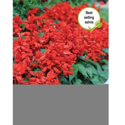 Salvia Blaze of Fire