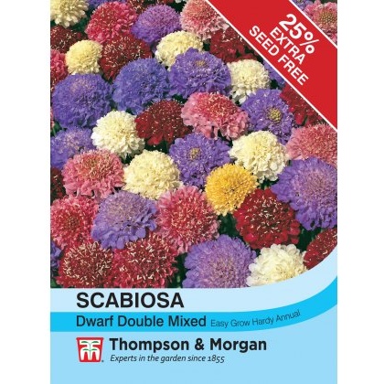 Scabiosa Dwarf Double Mixed