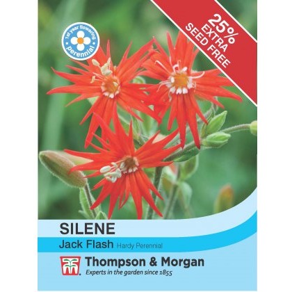 Silene Jack Flash