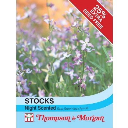 Stocks Night Scented