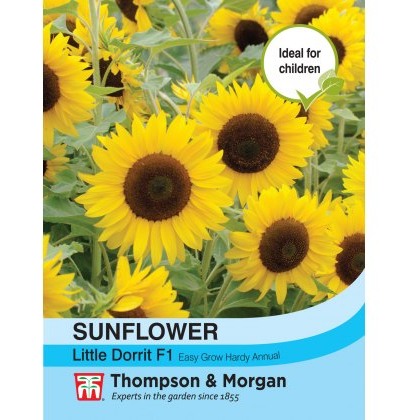 Sunflower Little Dorrit F1 Hybrid
