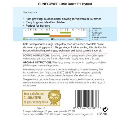 Sunflower Little Dorrit F1 Hybrid