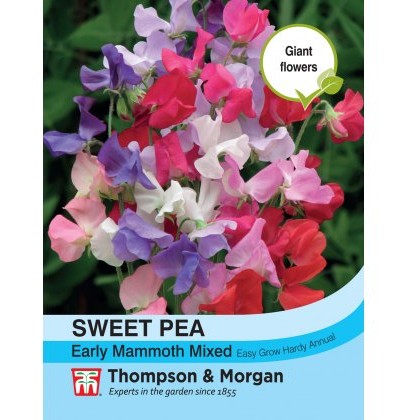 Sweet Pea Early Mammoth Mixed
