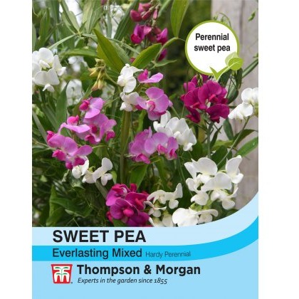 Sweet Pea Everlasting Mixed (Lathyrus)