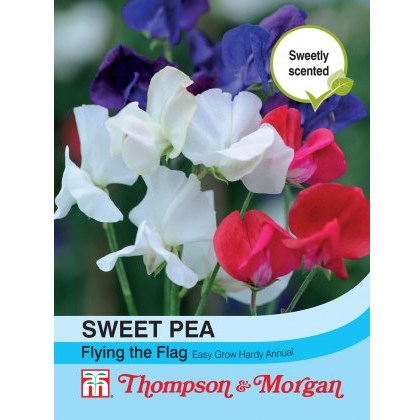 Sweet Pea Flying the Flag