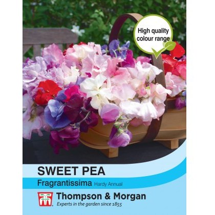 Sweet Pea Fragrantissima