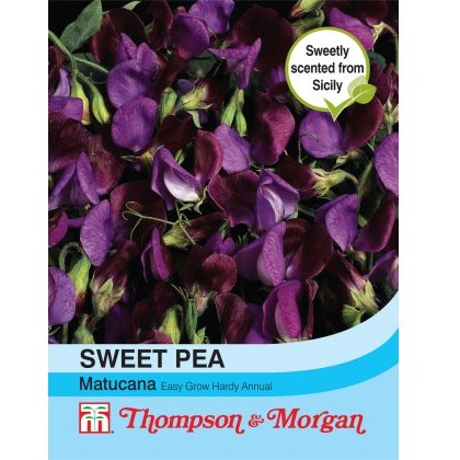 Sweet Pea Matucana