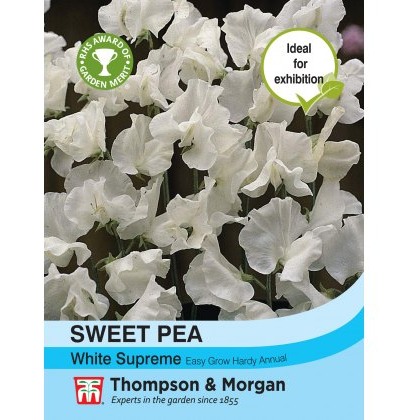 Sweet Pea White Supreme