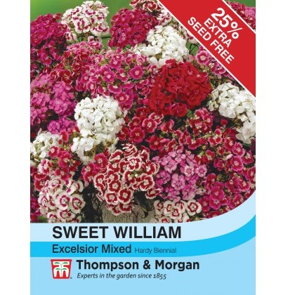 Sweet William Excelsior Mixed