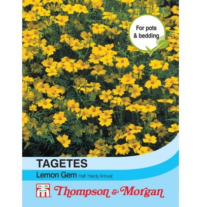 Tagetes Lemon Gem