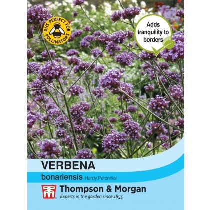 Verbena bonariensis