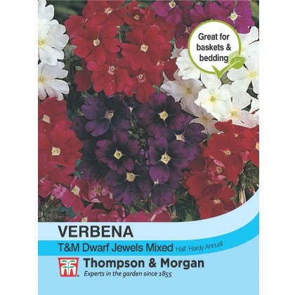 Verbena Dwarf Jewels Mixed