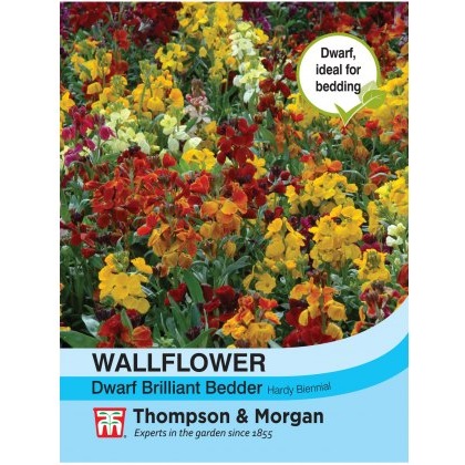 Wallflower Dwarf Brilliant Bedder