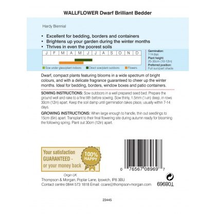 Wallflower Dwarf Brilliant Bedder