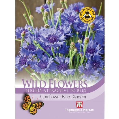 Wild Flower Cornflower Blue Diadem Wild Flower Cornflower Blue Diadem