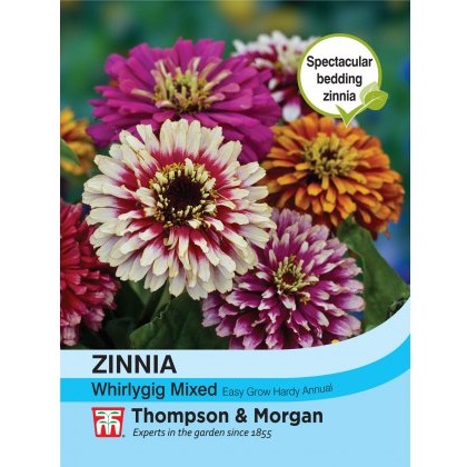Zinnia Whirlygig Mixed