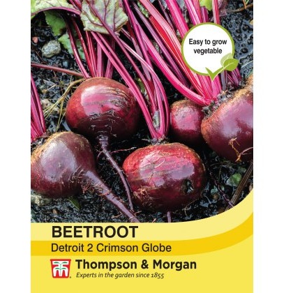 Beetroot Detroit 2 Crimson Globe