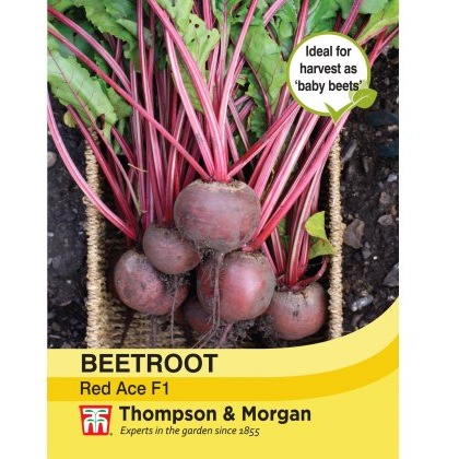 Beetroot Red Ace F1 Hybrid