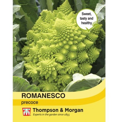 Broccoli Romanesco