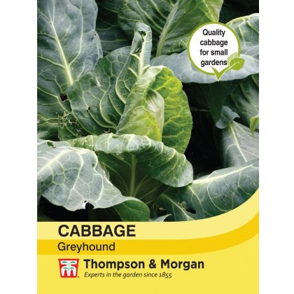 Cabbage Greyhound