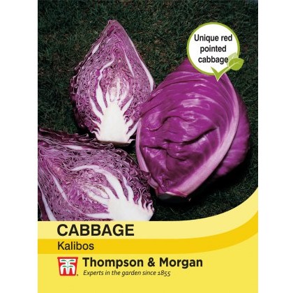 Cabbage Kalibos (Filderkraut) F1 Hybrid