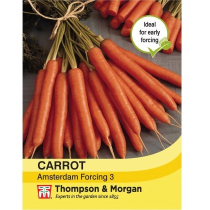 Carrot Amsterdam Forcing 3