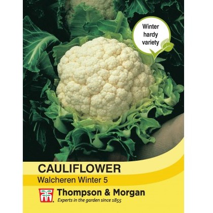 Cauliflower Walcheren Winter 5
