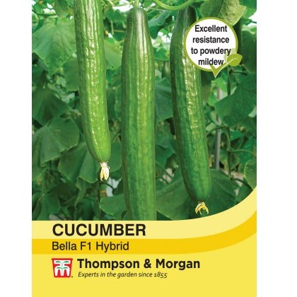 Cucumber Bella F1 Hybrid